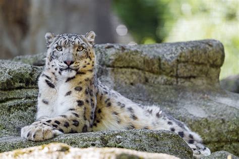 Posing Pator Pator The Male Snow Leopard Posing At One O Flickr