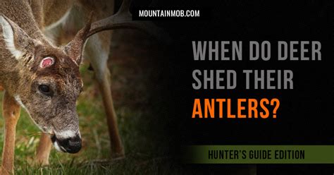 When Do Deer Shed Their Antlers Find That Out More