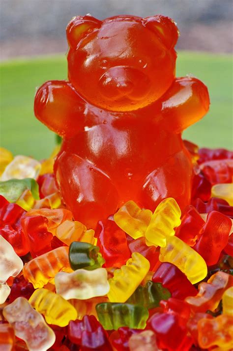 Gummib Rchen Giant Rubber Bear Gummib R Fruit Gums Bear Free Image