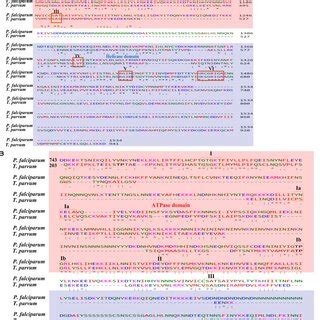 A Sequence Alignment Of The Fulllength Pfpsh With Its Ortholog