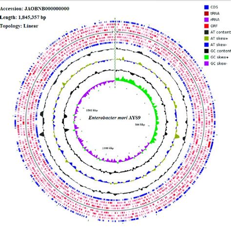 Circular Genome Visualization Of Whole Genome Enterobacter Mori Ays