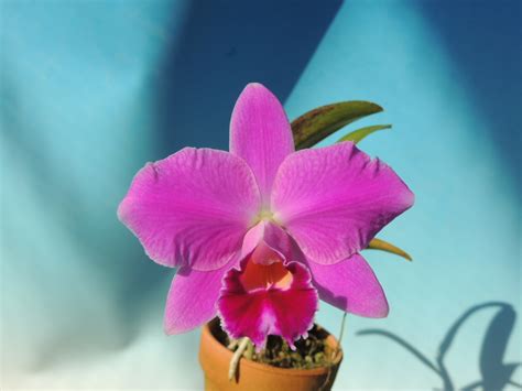 Cattleya Pumila`ryoga 百花良蘭