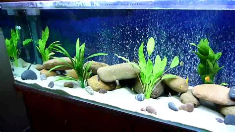 African Malawi Cichlid Community Aquarium Just Setup Youtube