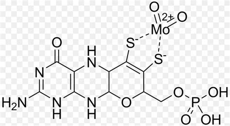 Molybdenum Cofactor Molybdopterin Enzyme, PNG, 1375x755px, Molybdenum Cofactor, Area, Auto Part ...