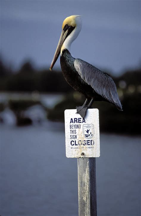 Free picture: brown, pelican, bird, refuge, sign