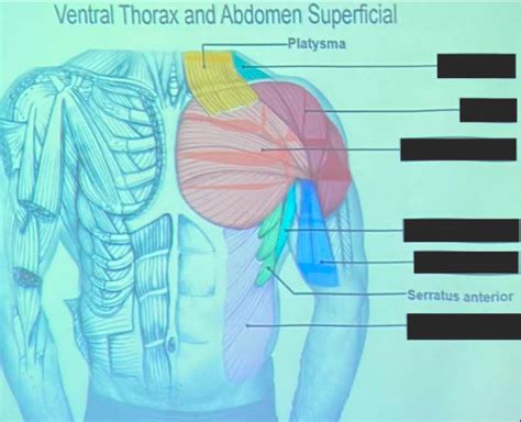 Ventral Thorax And Abdominal Superficial Muscles Diagram Quizlet