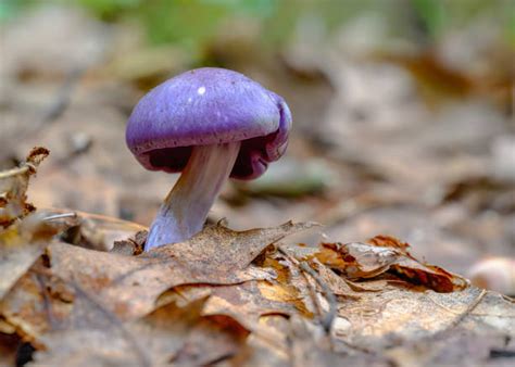 40+ Violet Webcap Mushroom Stock Photos, Pictures & Royalty-Free Images ...