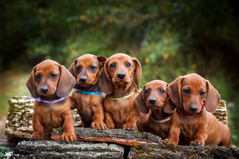 Dachshund Growth Chart: What Size Will Your Pup Reach?