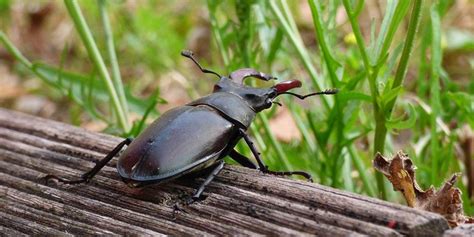 What did African Black Beetle ever do to anyone anyway? | The Lawncare Man