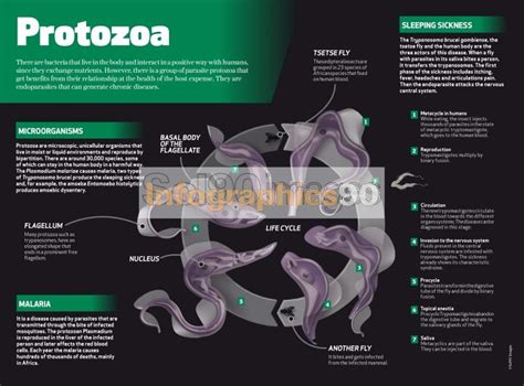 Infographics Protozoa Infographics90