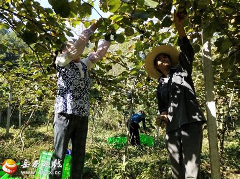 古坊紅心獼猴桃上市，農民採摘忙 每日頭條