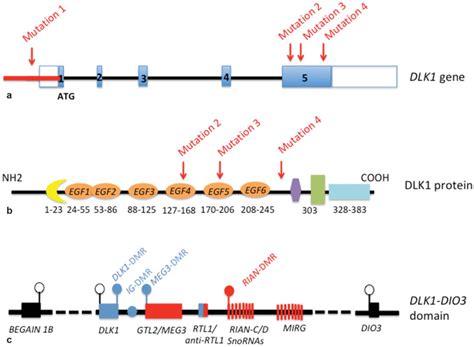 Dlk Notch Signaling And The Timing Of Puberty Pmc