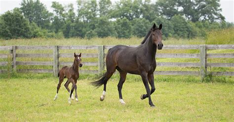 Horse Breeding Season Prep | Performance Article