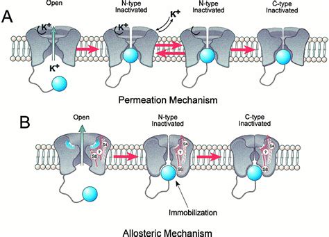 Inactivation Of Voltage Gated Cardiac K Channels Circulation Research