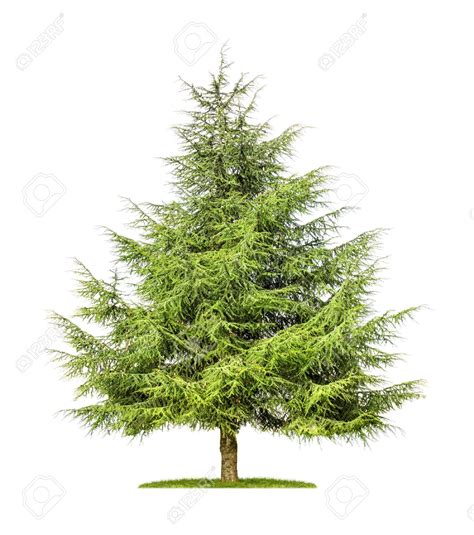 Cedar Tree Drawing at GetDrawings | Free download