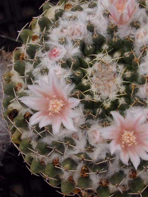 Mammillaria Sempervivi