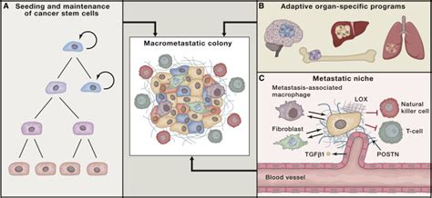 Emerging Biological Principles Of Metastasis Cell