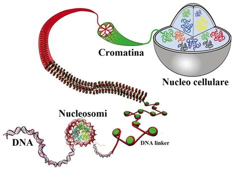 Cromosomi L Organizzazione Della Vita Microbiologia Italia