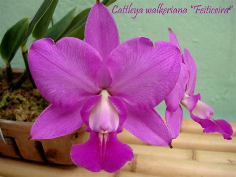 Cattleya Walkeriana Feiticeira Cattleya Plants Garden