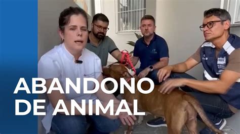 C Meras Flagram Homem Abandonando Pitbull Em Tronco De Rvore Youtube