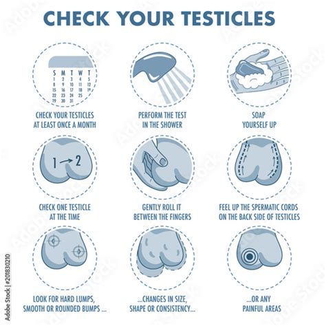 Testicles Self Exam Testicle Cancer Symptoms And Monthly Examination