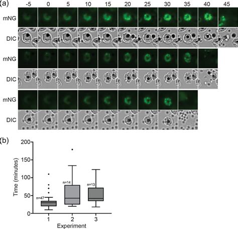 Video Microscopy Of Dense Granule Formation A Highly Synchronized