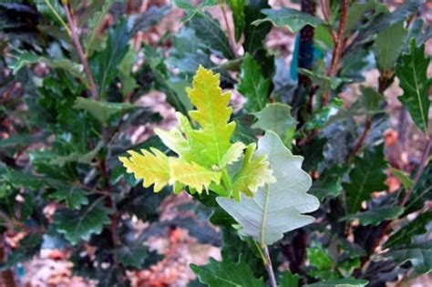 Regal Prince Oak Tree Profile By Kuenzi Turf Nursery