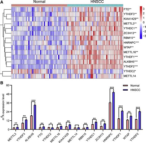 Comprehensive Analysis Of The PD L1 And Immune Infiltrates Of M6A RNA