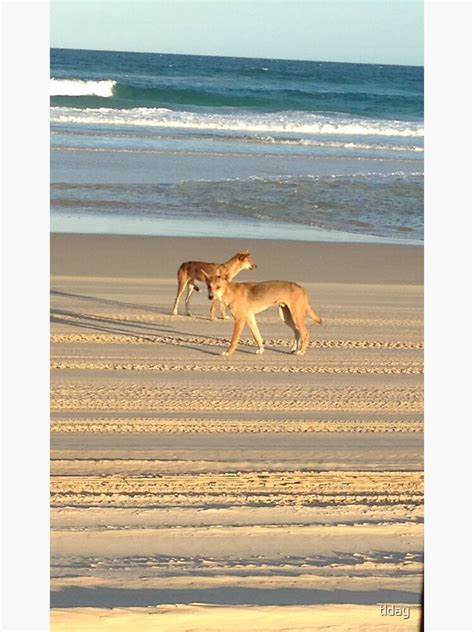 "Dingoes of Fraser Island" Sticker by tlday | Redbubble