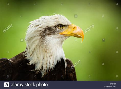 American Bald Eagle Haliaeetus Leucocephalus Stock Photo Alamy