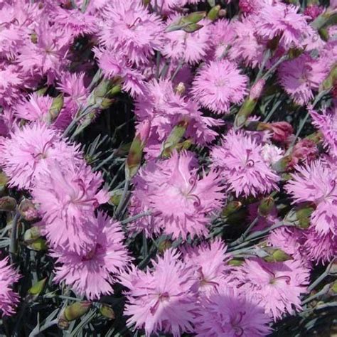 Dianthus Plumarius Seeds 10 Seeds Plant World Seeds