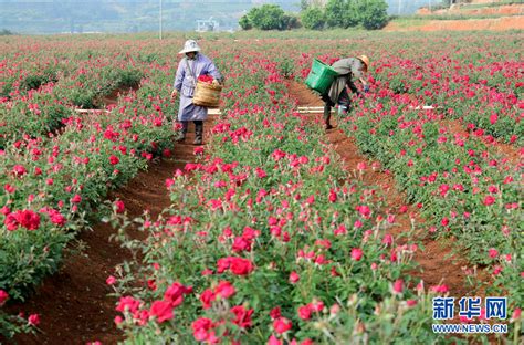 玫瑰地里采收忙 邂逅春日里的“致富花”云桥网