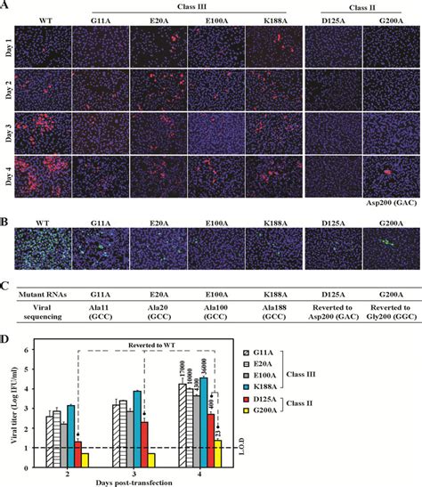 Trans Complementation Analysis Using Ns A Egfp Bhk Cells A