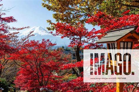 Red Maple Tree And Mount Fuji Red Maple Tree And Mount Fuji Red Maple