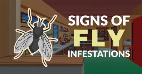 Guide to Flies Prevention and Control in Singapore