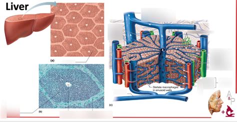 Diagram Of Microscopic Anatomy Of The Liver Quizlet