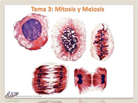 Pdf Tema Mitosis Y Meiosis Bioinformatica Uab Esbioinformatica