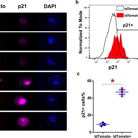 Generation Of P21 Cre Mouse Model A Schematic Of P21 Cre Transgene B Download Scientific