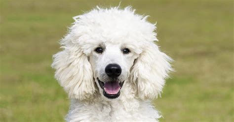 Poodles: Everything You Need To Know