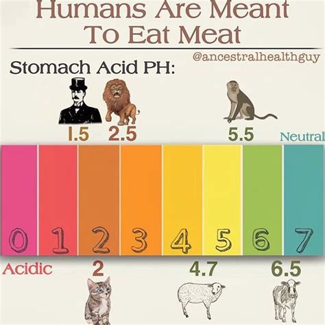 Dr Taylor Marshall™️ on Twitter: "You are a carnivore whether you ...