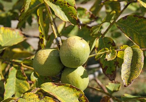 Okkernootboom Stock Foto Image Of Geel Nadruk Groen 58503300