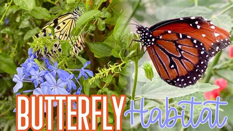 Springs Preserve Las Vegas Butterfly Habitat YouTube