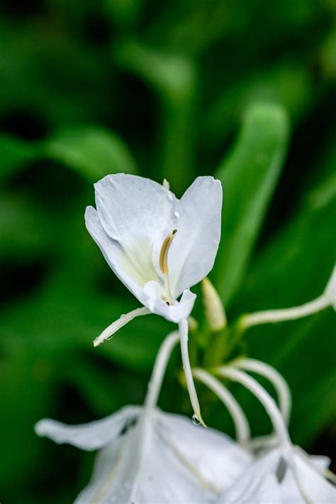 National Flower Of American Samoa | Best Flower Site