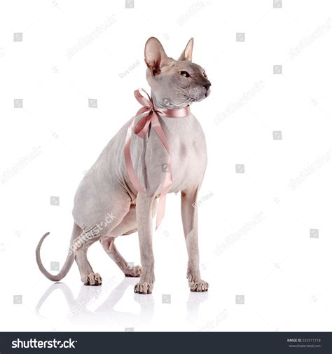 Bald Cat Cat Breed Sphinx Naked Stock Photo 223311718 Shutterstock