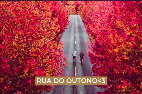 Conheça a Rua do Outono considerada a mais instagramável de Curitiba