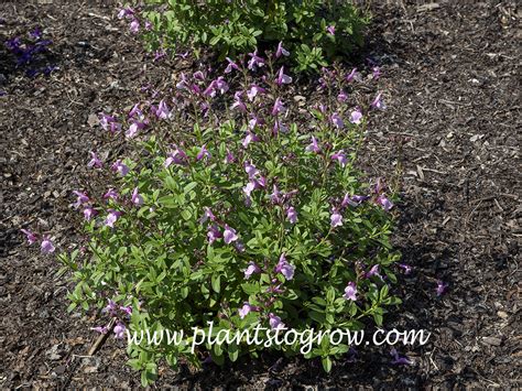 Salvia Mirage Soft Pink Salvia Greggii Plants To Grow Plants