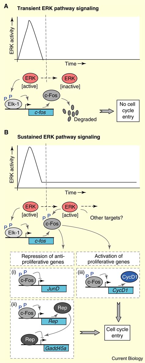 Cell Cycle Sustained Erk Signalling Represses The Inhibitors Current