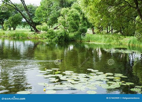 Duck swim on the lake stock image. Image of duck, flowers - 57443909