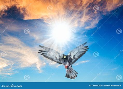 Angel Bird In Heaven Stock Image Image Of Beam Bird 163350269