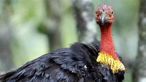 Opinion The Bush Turkeys In My Garden Might Be The Death Of Me The